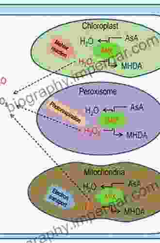 Ascorbate Glutathione Pathway And Stress Tolerance In Plants